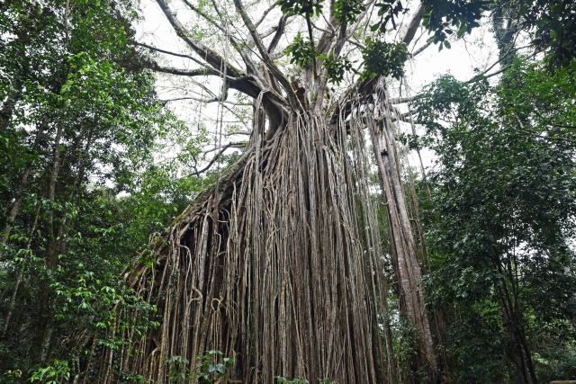 Curtain fig, Atherton Tablelands, Australia. . Photo: David Clode.