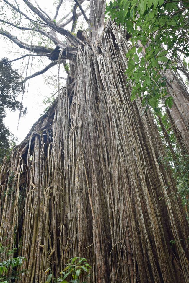 Curtain Fig. Photo: David Clode.
