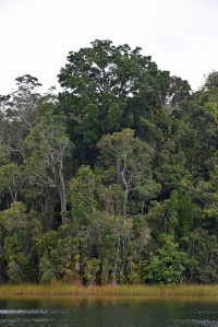 Rain forest, Lake Barrine - a beautiful volcanic crater lake on the Atherton Tablelands, North Queensland, Australia.. Photo: David Clode.