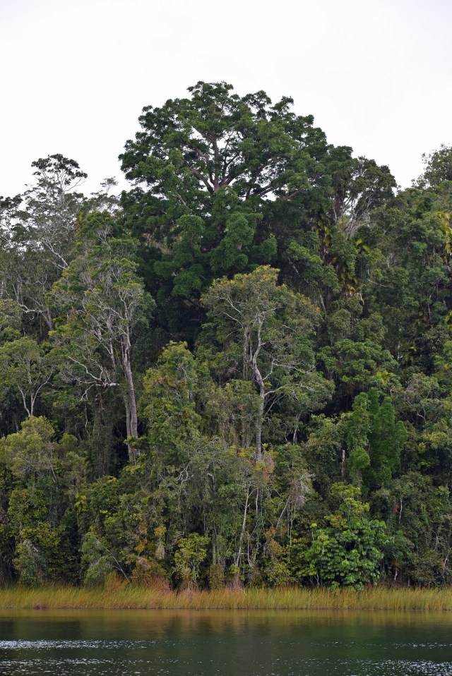 Rain forest, Lake Barrine - a beautiful volcanic crater lake on the Atherton Tablelands, North Queensland, Australia.. Photo: David Clode.