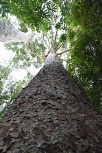 Kauri Pine Agathis microstachya. Photo: David Clode.