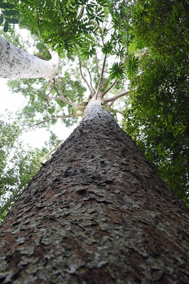 Kauri Pine. Photo: David Clode.
