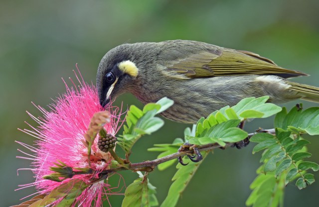 Lewins Honeyeater drinking nectar from a Calliandra surinamensis flower. Lake Barrine. Photo: David Clode.