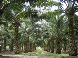 Oil palm plantation. Source: Wikimedia.