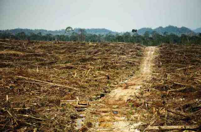 Palm oil deforestation. Rainforest Action Network