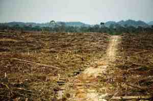 Palm oil deforestation. Rainforest Action Network