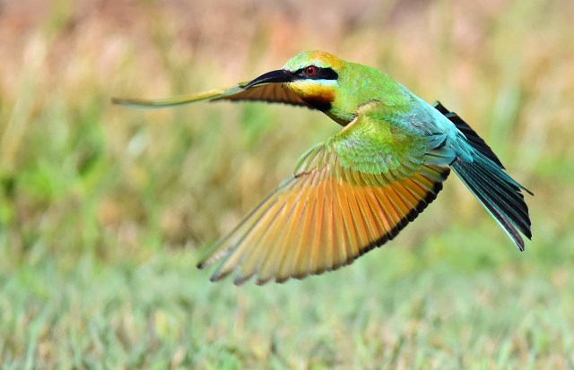 Rainbow Bee-eater. Photo: David Clode.