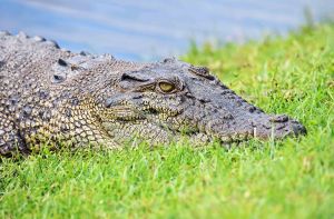 Crocodile portrait. Photo: David Clode.