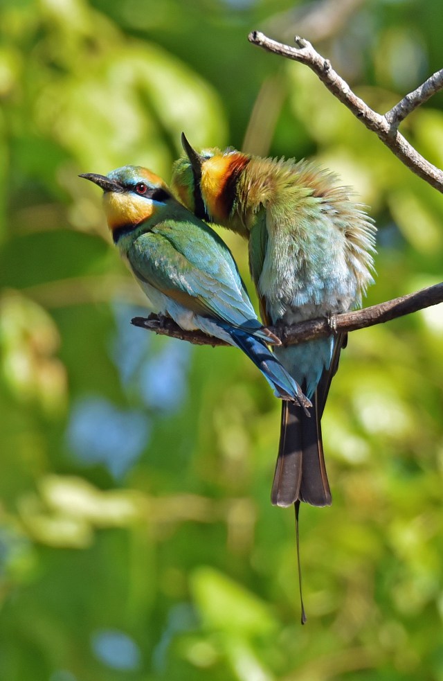 "Affectionate couple". rainbow Bee-eaters. photo: David Clode.