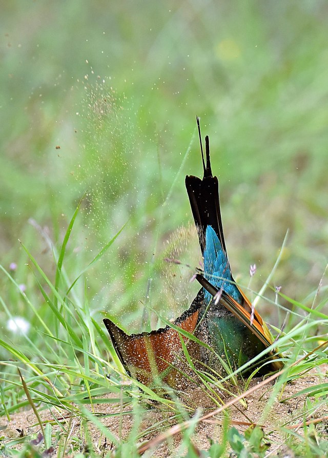 A Rainbow Bee-eater digging a nesting tunnel. Photo: David Clode.