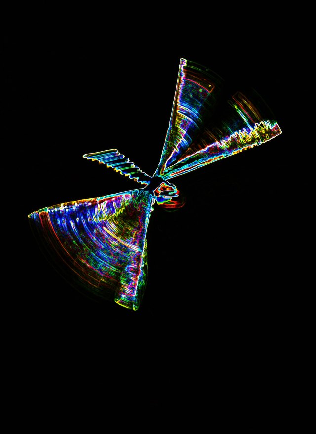 "Neon dragonfly 2". Photo: David Clode.