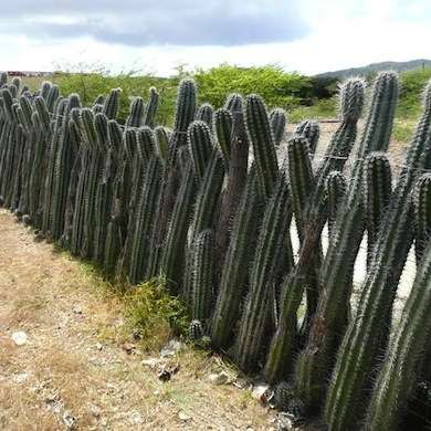 Cactus living fence. Photo: CoolCreativity.com.