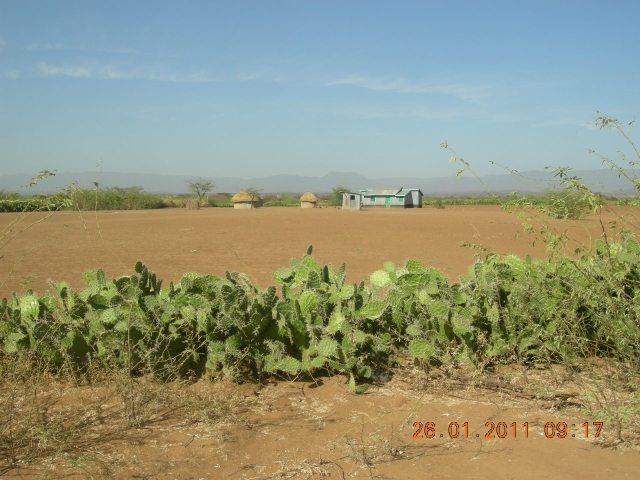 Prickly pear Opuntia ficus-indica living fence. Photo: Desertification.wordpress.com.