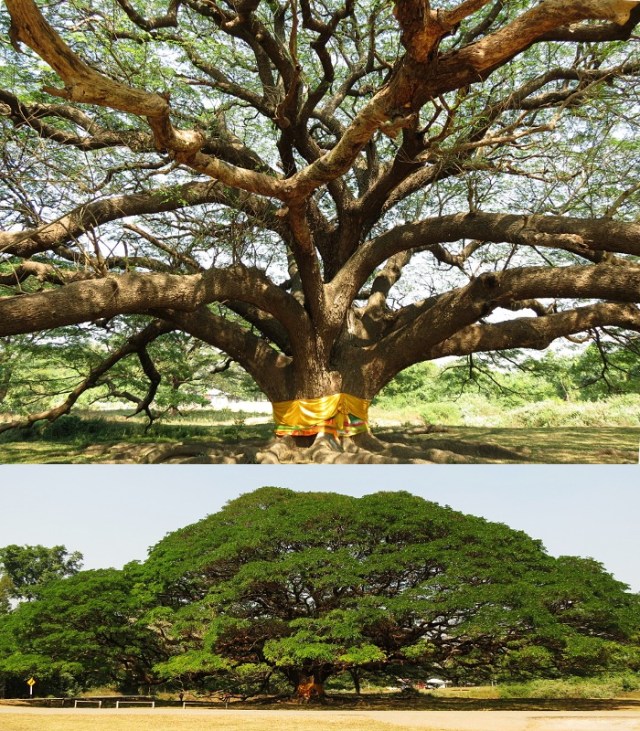 Rain tree. Photo: ByOwnworkCCBY-SAS.O,https://commons