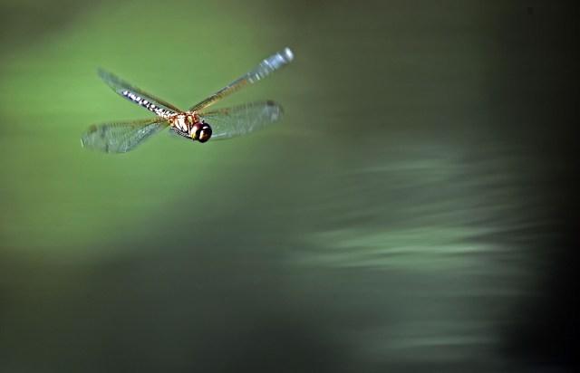 I like the way this phot has just a hint of the water in the bottom right hand corner. Hemicordulia. Photo: David Clode.