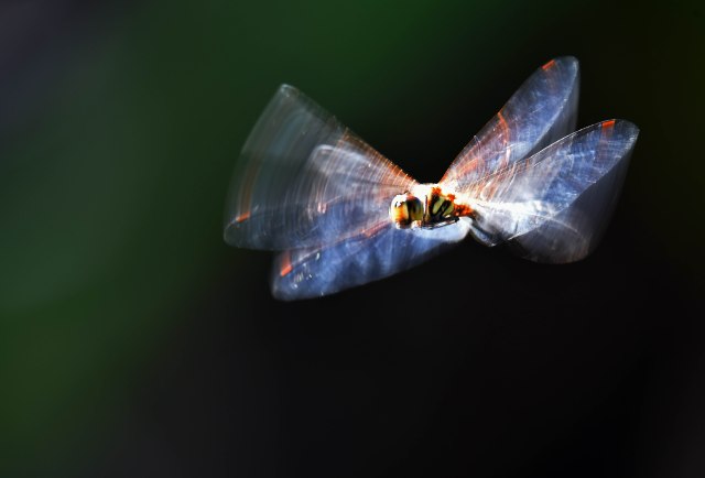 Manipulated dragonfly photo. David Clode.