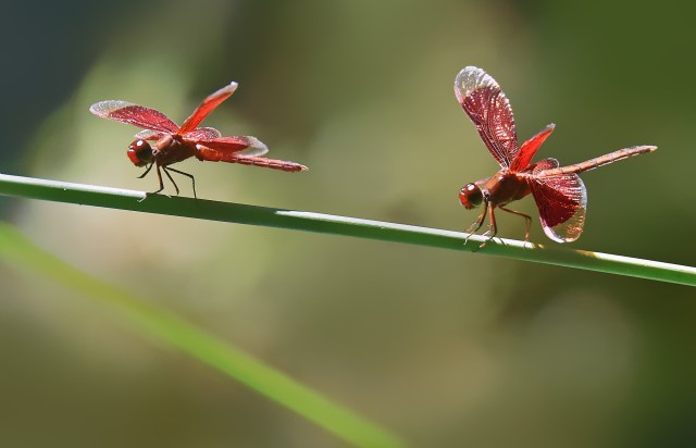 Neurothemis stigmatizans. Pond in the Cairns Botanic gardens, Australia. Photo: David Clode.