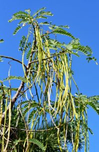 Seed pods of Sesbania grandiflora. The tree is easy to grow from seed. Photo: David Clode.