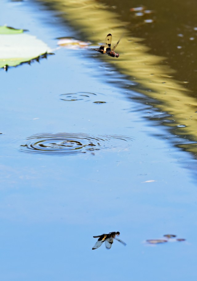 Rhyothemis Phyllis tail dipping. Photo: David Clode.