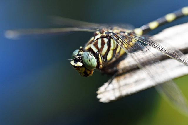 Ictinogomphus Australis. Freshwater Lake Cairns, Australia.