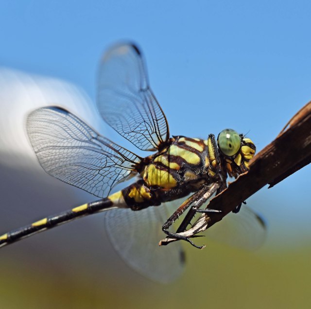 Ictinogomphus Australis. Photo: David Clode.