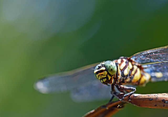 Ictinogomphus australis. Photo: David Clode.