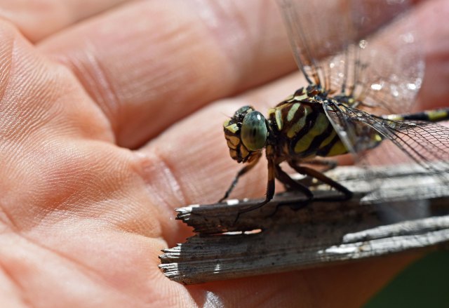 The same dragonfly in the three photos above eventually allowed be to touch its wings. Photo: David Clode.