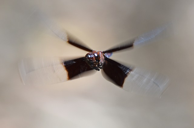 The Balck Knight Camacinia Othello in flight. photo: david Clode. Freshwater Lake, Cairns, Australia.