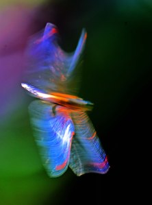 Manipulated dragonfly photo. David Clode.