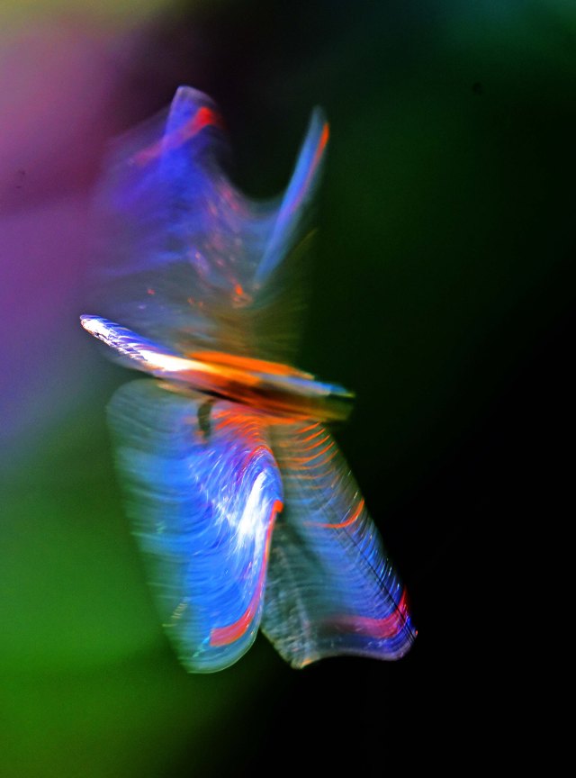 Manipulated dragonfly photo. David Clode.