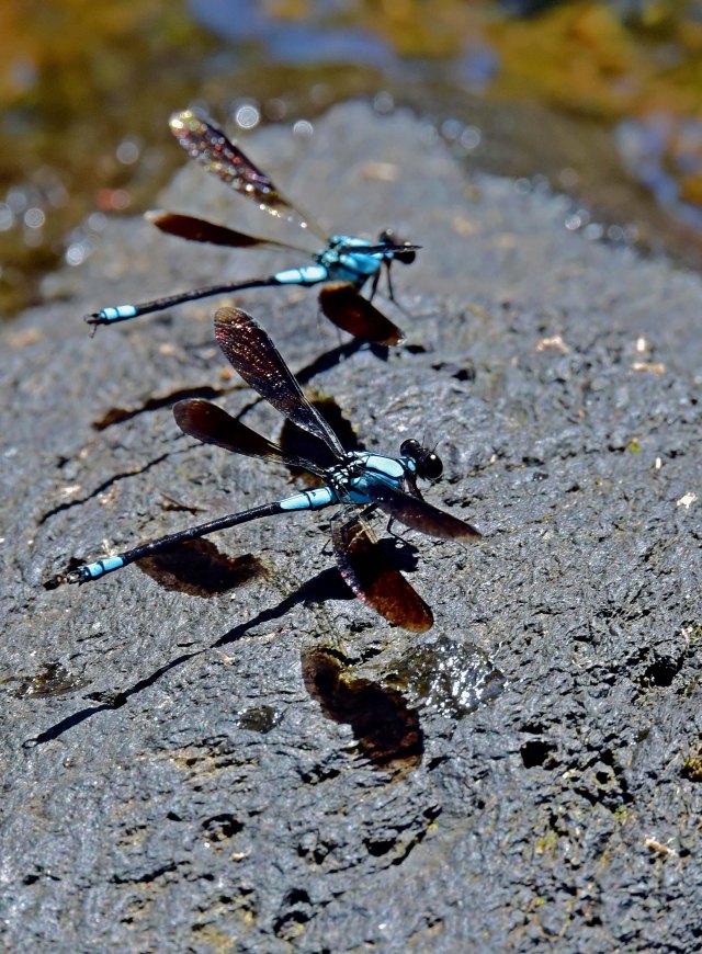 Tropical Rockmaster damselflies lined up like planes on a runway. Photo: David Clode.