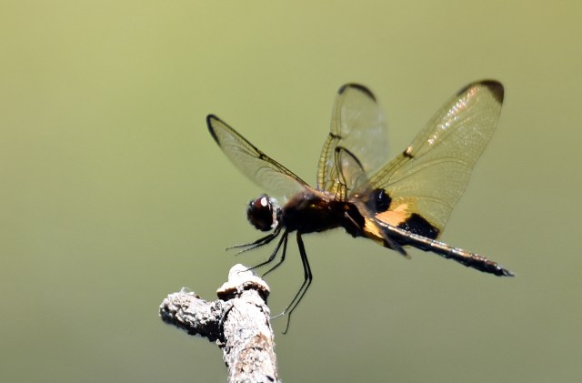 "Touch down'. The split second in which a dragonfly (Ryothemis phyllis) lands on it s perch. Photo: David Clode.