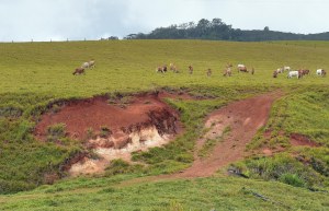 Gully erosion caused by allowing stock access to a steep area which should never have been deforested and should have been fenced off. Cathedral fig road, Atherton tablelands. Photo: David Clode.