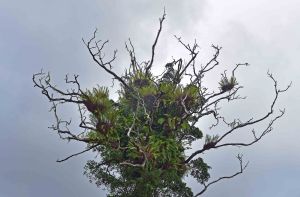 A dead tree covered in epiphytes, mostly Drynaria ferns. Cathedral Fig road, Atherton Tablelands. Photo: David Clode.