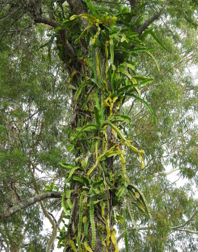 Dragon fruit growing up a tree. Cathedral fig road, Atherton Tablelands. David Clode.