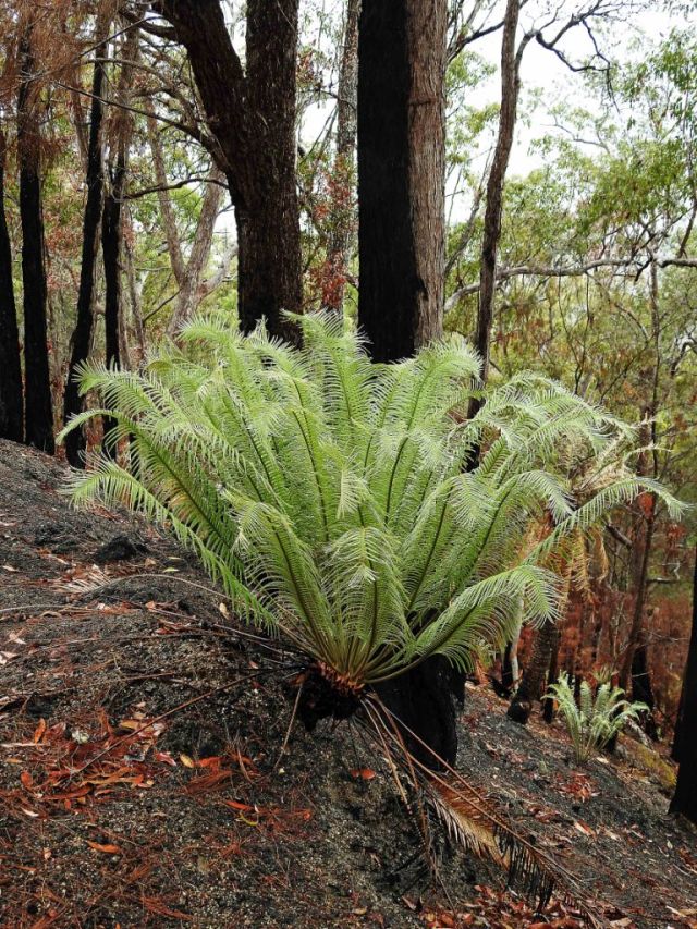 A cycad produces a fountain of new growth after a fire. gillies range. Phto: David Clode.