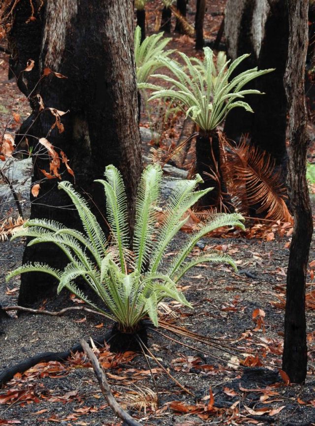 Cycads sprouting new leaves after a fire. Gillies Range, Australia. Photo David Clode.
