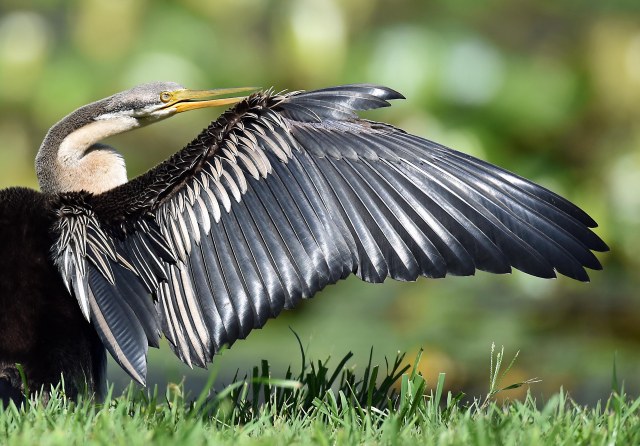 Darter, Freshwater lake, cairns, Australia, Photo: David Clode,