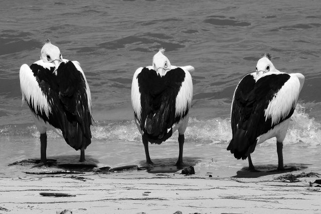 Pelican posse. Photo: David Clode.