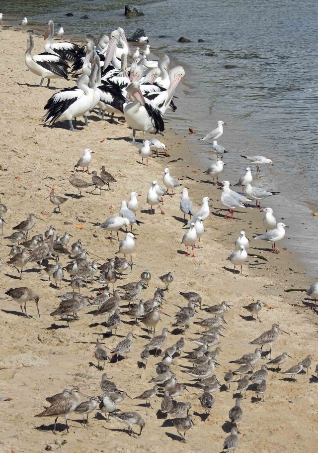 Birds on the Cairns Esplanade. David Clode.