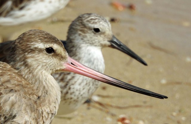 Bar-tailed Godwit. Cairns Esplanade, Australia. Photo: david Clode.