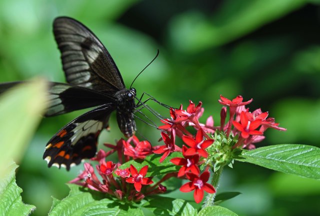 Swallowtail. Photo: David Clode.