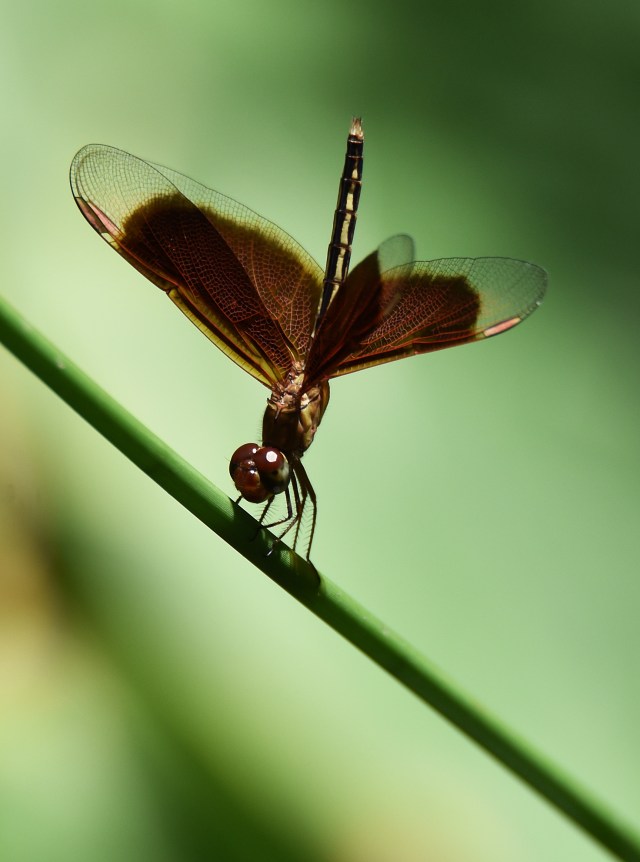 Neurothemis stigmatizans. Photo: David Clode.