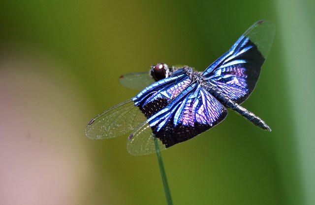 Rhyothemis resplendens. Photo: David Clode.