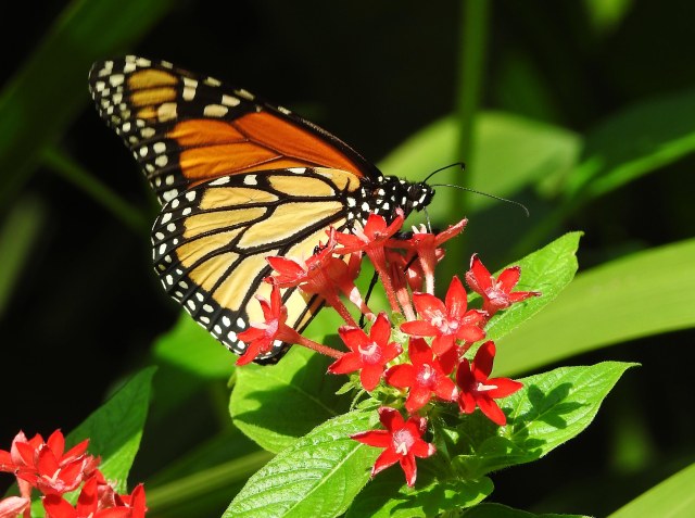 Monrach butterfly (or Wanderer butterfly in Australia). Photo: Cairns Botanic Gardens Conservatory, David Clode.