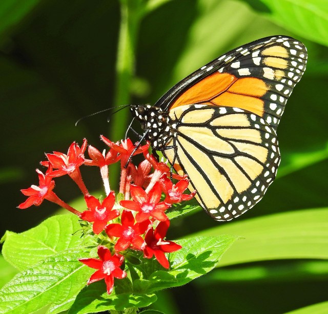 Monarch butterfly. Photo: David Clode.