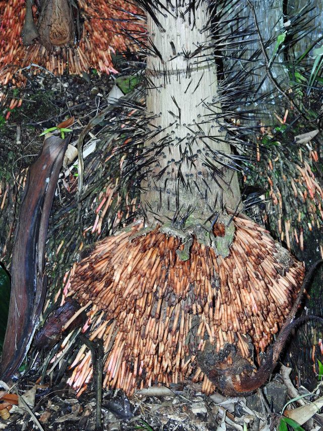 Nibung palm, showing new roots near the base of the trunk, and thorns. The thorns may prvent monkeys in SE Asia from getting to the fruits, so that the fruits are spred by birds or bats, which travel further than monkeys, distributing the seeds. Photo: David Clode.