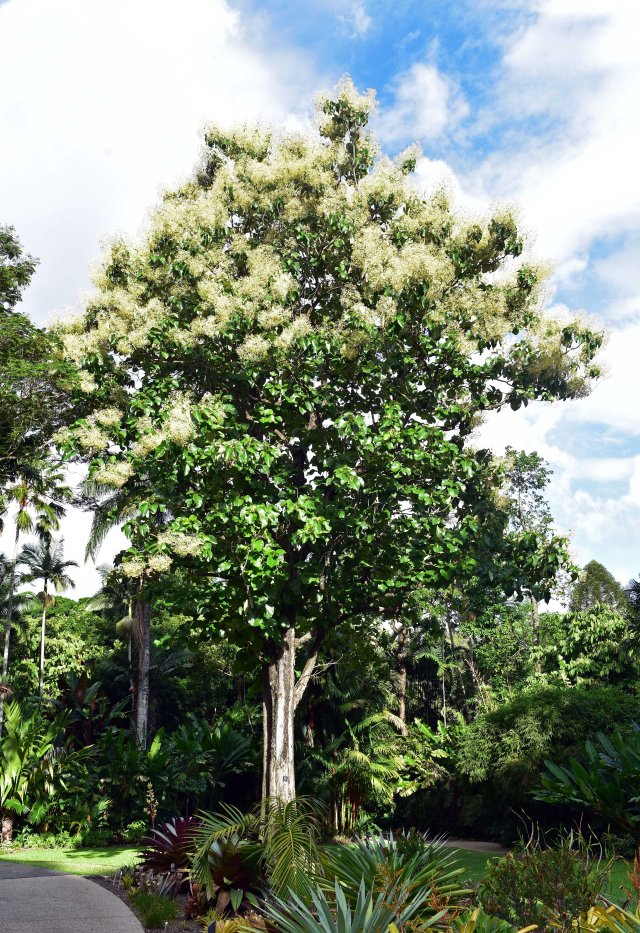 Teak tree Tectona grandis, Cairns Botanic Gardens. Photo: David Clode.