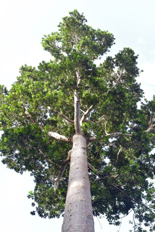 Queensland Kauri Agathis robusta, Cairns Botanic Gardens. Photo David Clode.