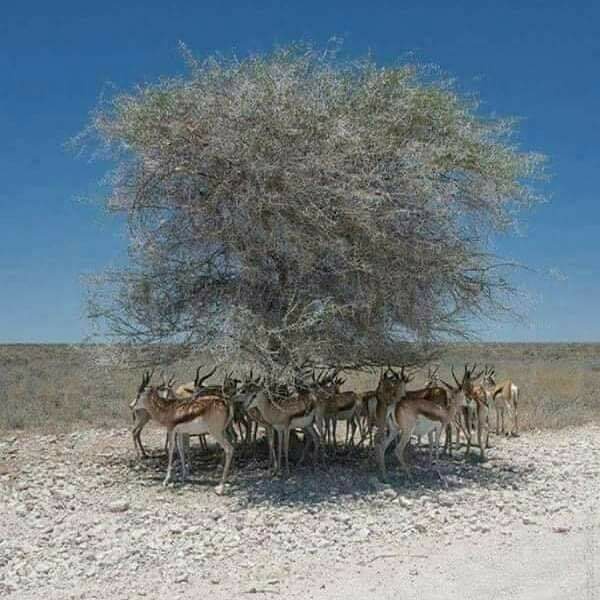 154600625_924084785005077_1622100945821175669_n